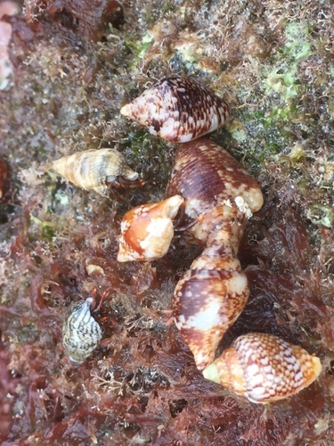 Columbella adansoni