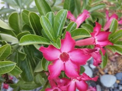 Adenium