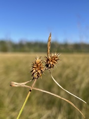 Carex flava