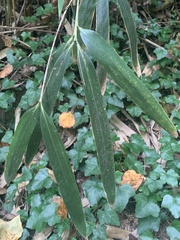 Bambusoideae