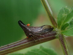 Membracidae