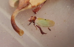 Nyctiphalerus vermiculosus