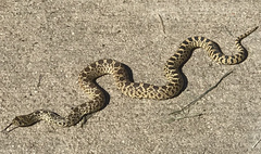 Pituophis catenifer sayi