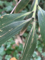 Bambusoideae