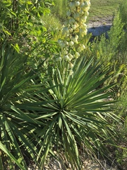Yucca