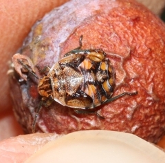 Holcogaster fibulata