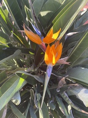 Strelitzia