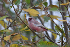 Carpodacus sibiricus
