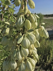 Yucca