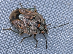 Holcogaster fibulata