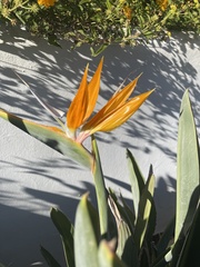 Strelitzia