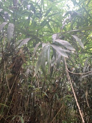 Bambusoideae