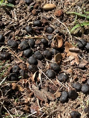 Odocoileus virginianus