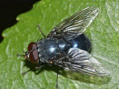 Calliphoroides antennatis