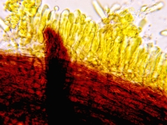 Marasmius strictipes