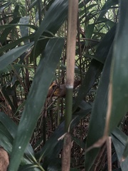 Bambusoideae