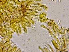 Marasmius strictipes