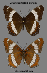 Limenitis arthemis rubrofasciata