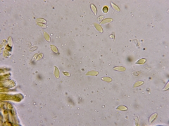 Marasmius strictipes