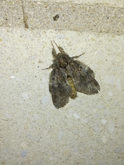 Peridea angulosa