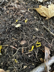 Clavulinopsis helvola