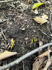 Clavulinopsis helvola