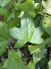 Liquidambar