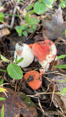 Russula cremoricolor