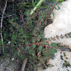Euphorbia
