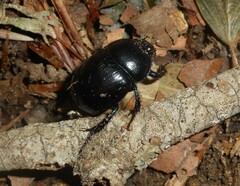 Geotrupidae