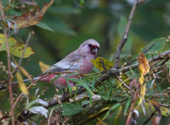 Carpodacus sibiricus