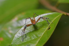 Hamadruas hieroglyphica