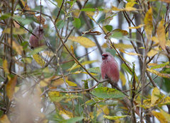 Carpodacus sibiricus