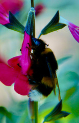 Bombus