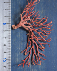 Melithaea