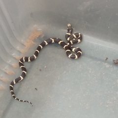 Lampropeltis californiae