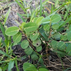 Alysicarpus vaginalis