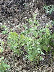 Agastache urticifolia