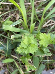 Petroselinum crispum