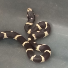 Lampropeltis californiae