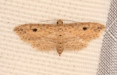 Sigela eoides