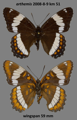 Limenitis arthemis rubrofasciata