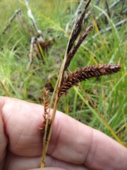 Carex senta