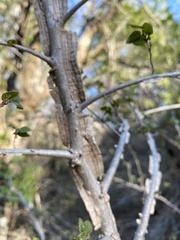 Ulmus