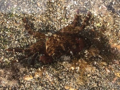 Pachygrapsus