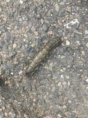 Agrius convolvuli