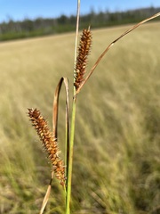 Carex utriculata