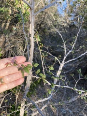 Ulmus