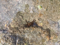 Pachygrapsus
