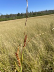 Carex utriculata